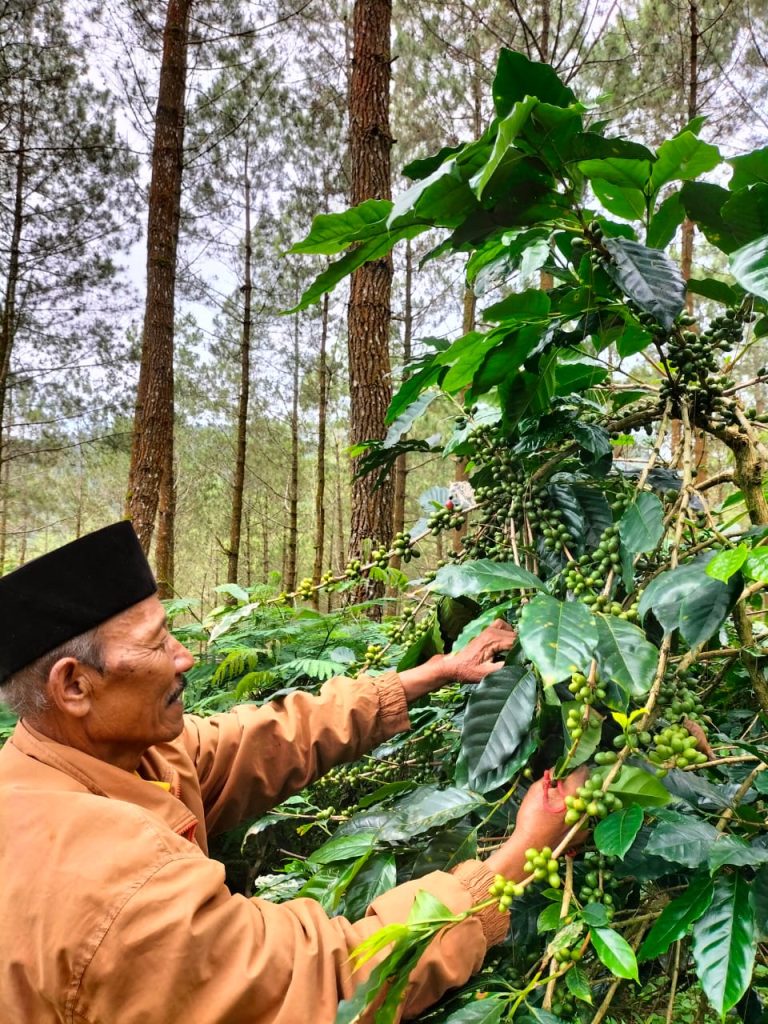 Indonesian coffee farmer checking the growth of Arabica plants in East Java plantation